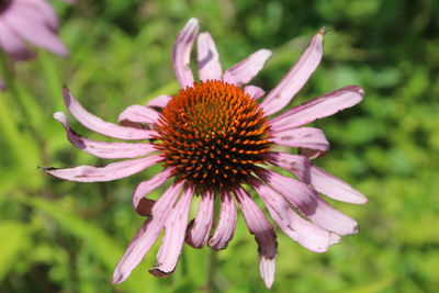 Close-up of purple flower