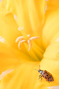 Close-up of insect pollinating on yellow flower