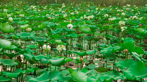 View of lotus water lily in lake
