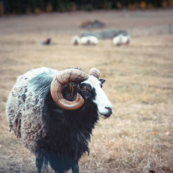 Close-up of an animal on field