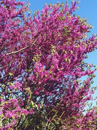 Low angle view of pink cherry blossoms in spring