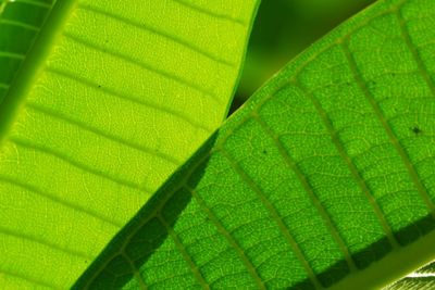 Macro shot of green leaves