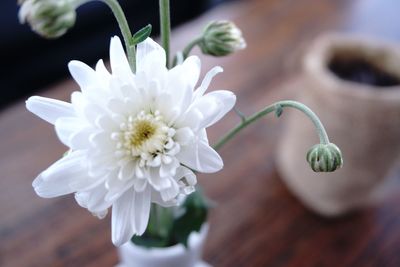 Close-up of white flowering plant