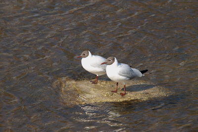 High angle view of seagull on beach