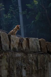 Side view of a cat on wall