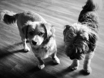 High angle portrait of dog on hardwood floor