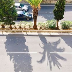 Shadow of tree on street