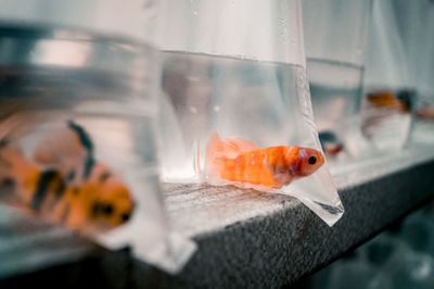 Decorative fish in plastic container at a market