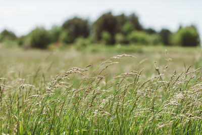 Close-up of wheat growing on field