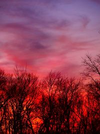 Low angle view of bare trees against sky