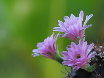 Close-up of purple flowering plant