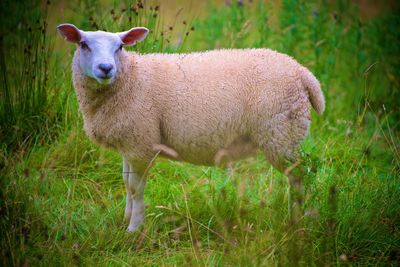 Sheep in a field