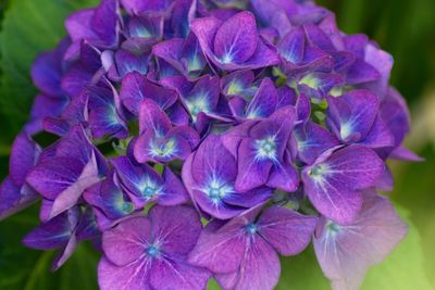 Close-up of purple hydrangea flowers