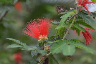 Close-up of red flowering plant