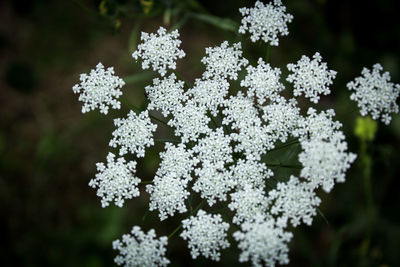 Close-up of white flowering plant