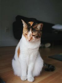 Close-up of cat sitting on hardwood floor