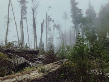 Trees in forest against sky