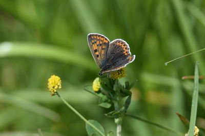 Close-up of butterfly pollinating on flower