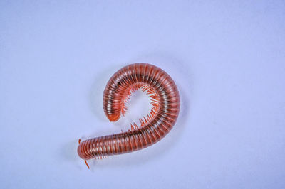 High angle view of shell on white background