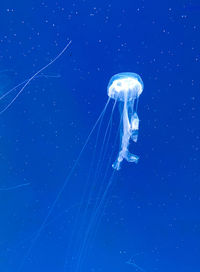 Low angle view of jellyfish in sea