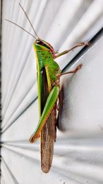 Close-up of insect on leaf