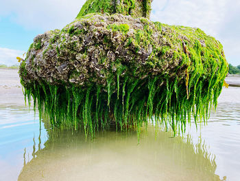 Close-up of wooden post in lake against sky