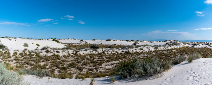 Plants on snow covered land against blue sky