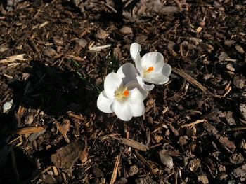High angle view of white flowering plant on field