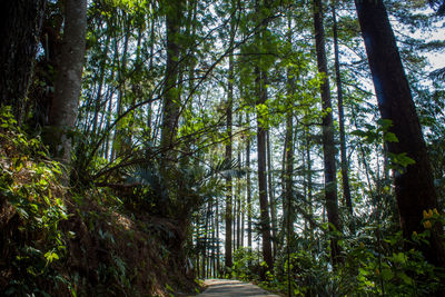 View of trees in forest