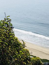 High angle view of plants by sea