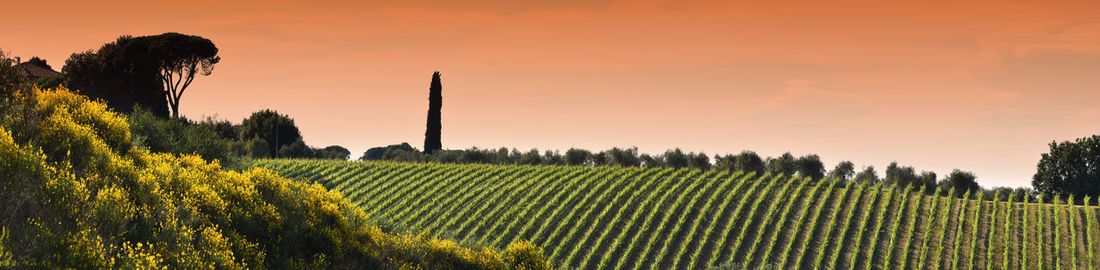 Scenic view of agricultural field against sky during sunset