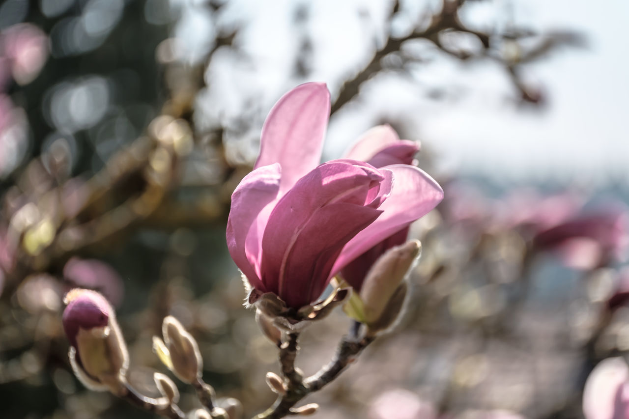 flower, plant, flowering plant, pink, blossom, beauty in nature, freshness, spring, magnolia, close-up, nature, petal, fragility, growth, focus on foreground, springtime, macro photography, flower head, tree, inflorescence, no people, bud, outdoors, branch, selective focus, day, purple, botany, magenta