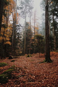 Trees growing in forest during autumn