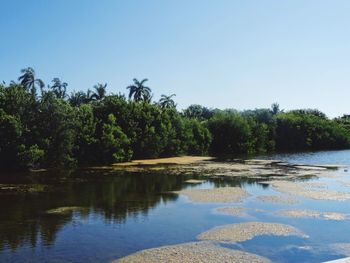 Reflection of trees in calm lake