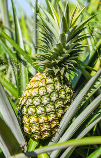 Close-up of fruit growing on plant