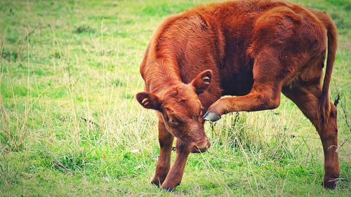 Cow in a field