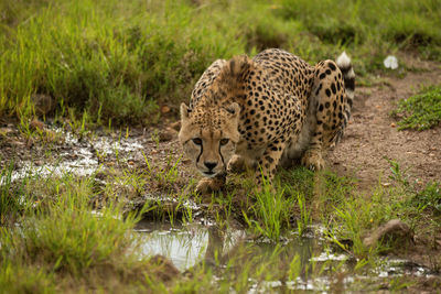 Cheetah lies by grassy puddle lowering head