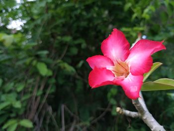 Close-up of pink flowering plant