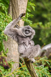 Monkey sitting on a tree