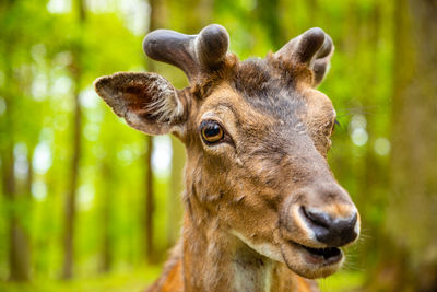 Close-up portrait of deer in forest