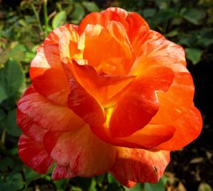 Close-up of orange rose blooming outdoors