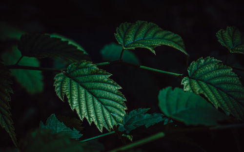 Close-up of green leaves