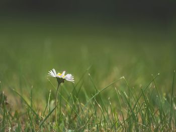 Close-up of white flowering plant on field