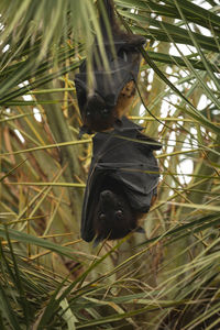 Close-up of a bird flying