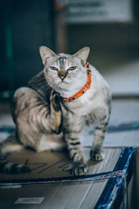 Portrait of cat sitting outdoors