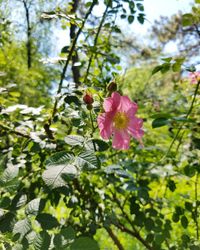 Close-up of pink flowers