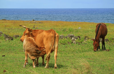 Baby cows drinking mother cow's milk at seaside near ahu tongariki on easter island of chile