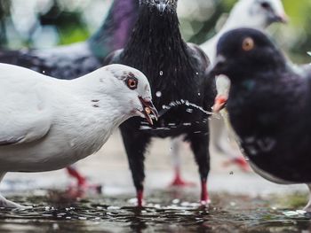 Close-up of birds in the water