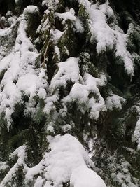 Snow covered trees