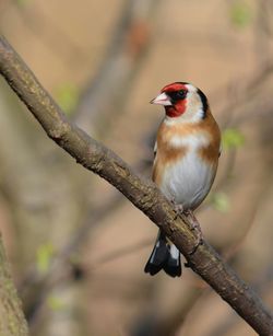 Close-up of bird perching on railing